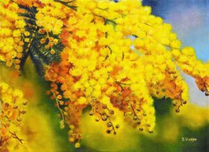 6 Mimose 30x40